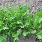 Eruca vesicaria - Rucola, raketsla, zwaardherik