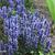 Ajuga reptans 'Chocolate Chip'