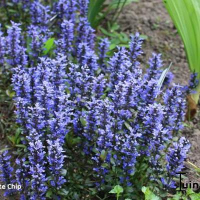 Zennegroen, Zenegroen - Ajuga reptans 'Chocolate Chip'