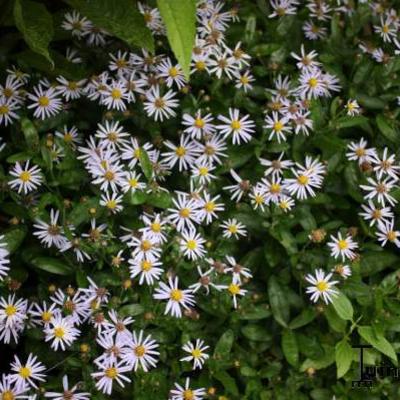 Aster - Aster sedifolius 'Nanus'