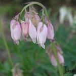 Dicentra formosa 'Langtrees' - Gebroken hartje