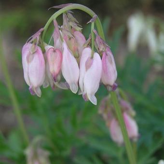 Dicentra formosa 'Langtrees'