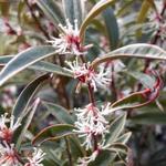 Sarcococca - Vleesbes