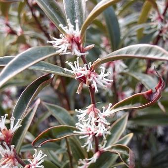 Sarcococca