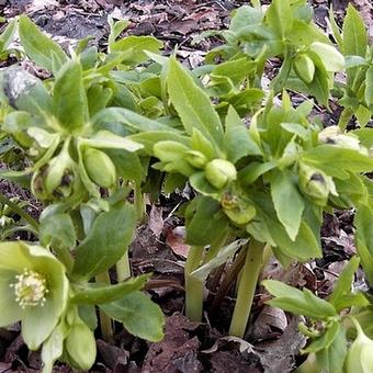 Helleborus odorus