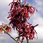 Hamamelis x intermedia ‘Diane’ - Toverhazelaar