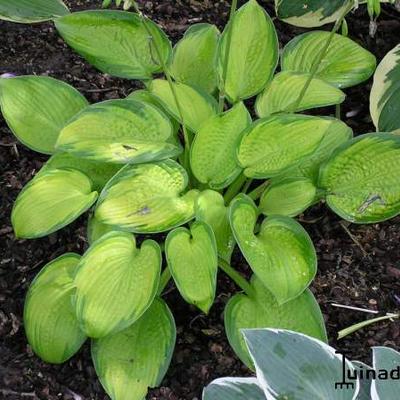 Hartlelie/Funkia - Hosta 'Paradigm'