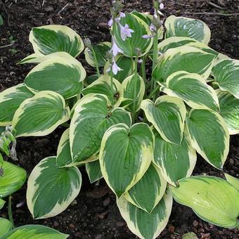 Hosta 'Mama Mia'