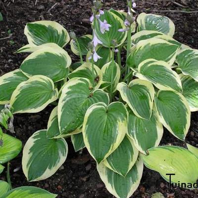 Hartlelie/Funkia - Hosta 'Mama Mia'