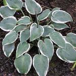 Hosta 'El Nino' - Hartlelie/Funkia - Hosta 'El Nino'