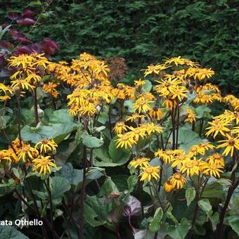 Ligularia dentata 'Othello'