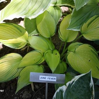 Hosta 'June Fever'