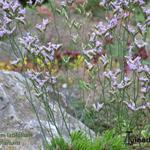 Limonium latifolium 'Blauer Diamant' - Lamsoor, zeelavendel