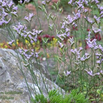 Limonium latifolium 'Blauer Diamant'