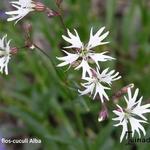 Silene flos-cuculi 'Alba' - Echte koekoeksbloem