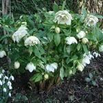 Nieskruid - Helleborus orientalis 'Double White Spotted'