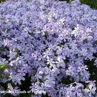 Phlox divaricata 'Clouds of Perfume'