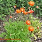 Meconopsis cambrica 'Muriel Brown' - Schijnpapaver