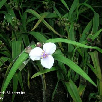 Tradescantia andersoniana 'Bilberry Ice'