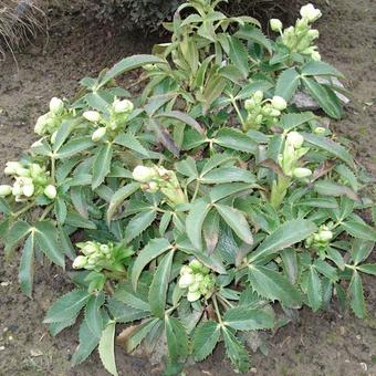 Helleborus argutifolius