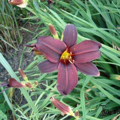 Daglelie - Hemerocallis 'American Revolution'