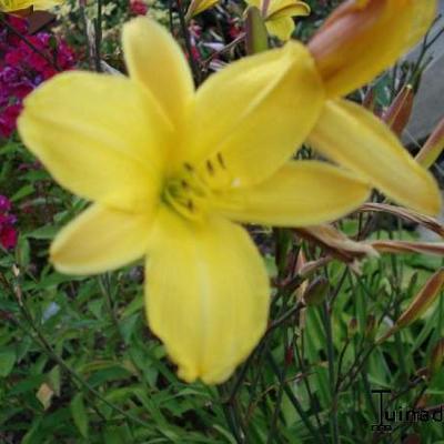 Daglelie - Hemerocallis 'Corky'