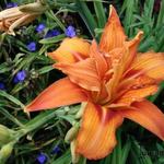 Hemerocallis 'Kwanso' - Daglelie