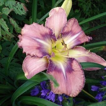 Hemerocallis 'Mildred Mitchell'