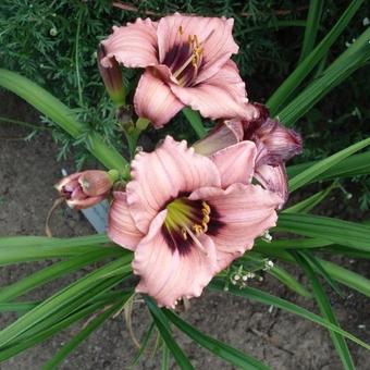 Hemerocallis 'Nacogdoches Bing Cherry'