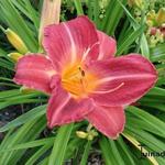 Hemerocallis 'Cherry Cheeks' - Daglelie