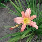 Hemerocallis 'Cara Mia' - Daglelie