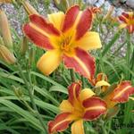 Daglelie - Hemerocallis 'Frans Hals'