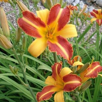 Hemerocallis 'Frans Hals'