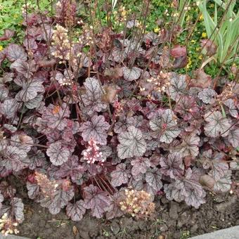 Heuchera 'Silver Scrolls'