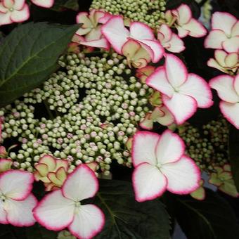 Hydrangea macrophylla 'Love You Kiss