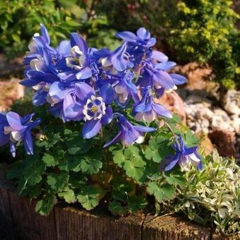 Aquilegia flabellata 'Ministar'