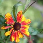 Helenium 'Chelsey' - Zonnekruid