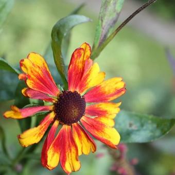 Helenium 'Chelsey'