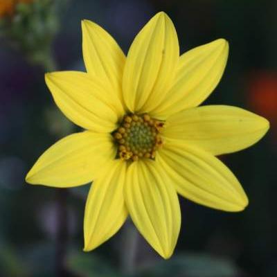 Zonnebloem - Helianthus microcephalus