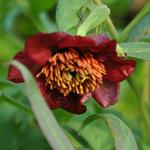 Paeonia delavayi - Struikpioen