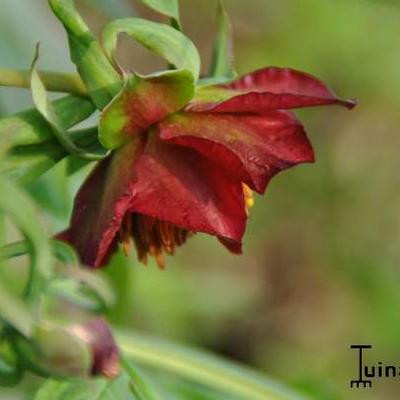 Struikpioen - Paeonia delavayi