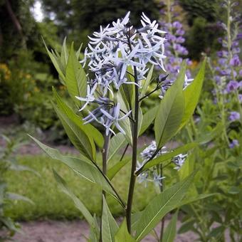 Amsonia tabernaemontana