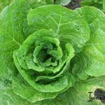 Brassica rapa pekinensis - Chinese kool