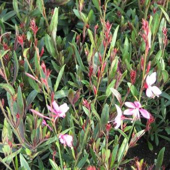 Gaura lindheimeri 'Siskiyou Pink'