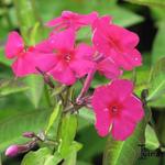 Phlox paniculata 'Aida' - Floks, vlambloem