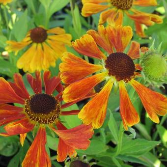 Helenium 'Waltraut'