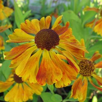 Helenium 'Waltraut'