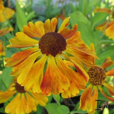 Zonnekruid - Helenium 'Waltraut'