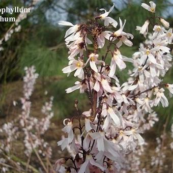 Abeliophyllum distichum