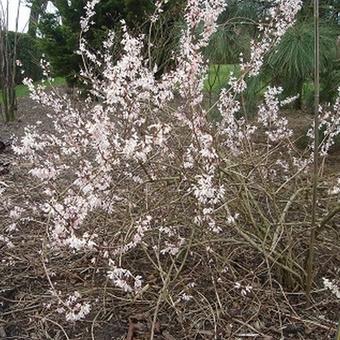 Abeliophyllum distichum